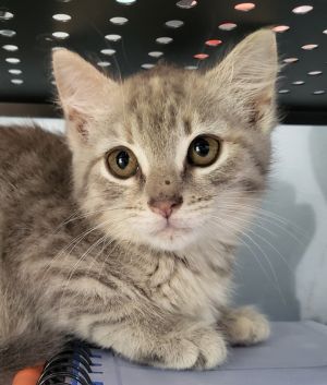 Raven Domestic Short Hair Cat