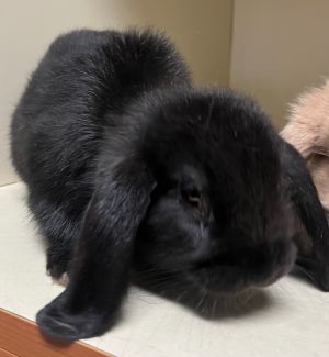 Rhonda, Baby Female Holland Lop
