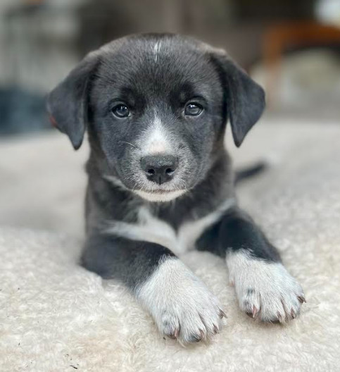 Ollie Love