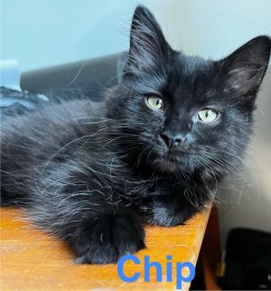 Chip, Baby Female Domestic Short Hair