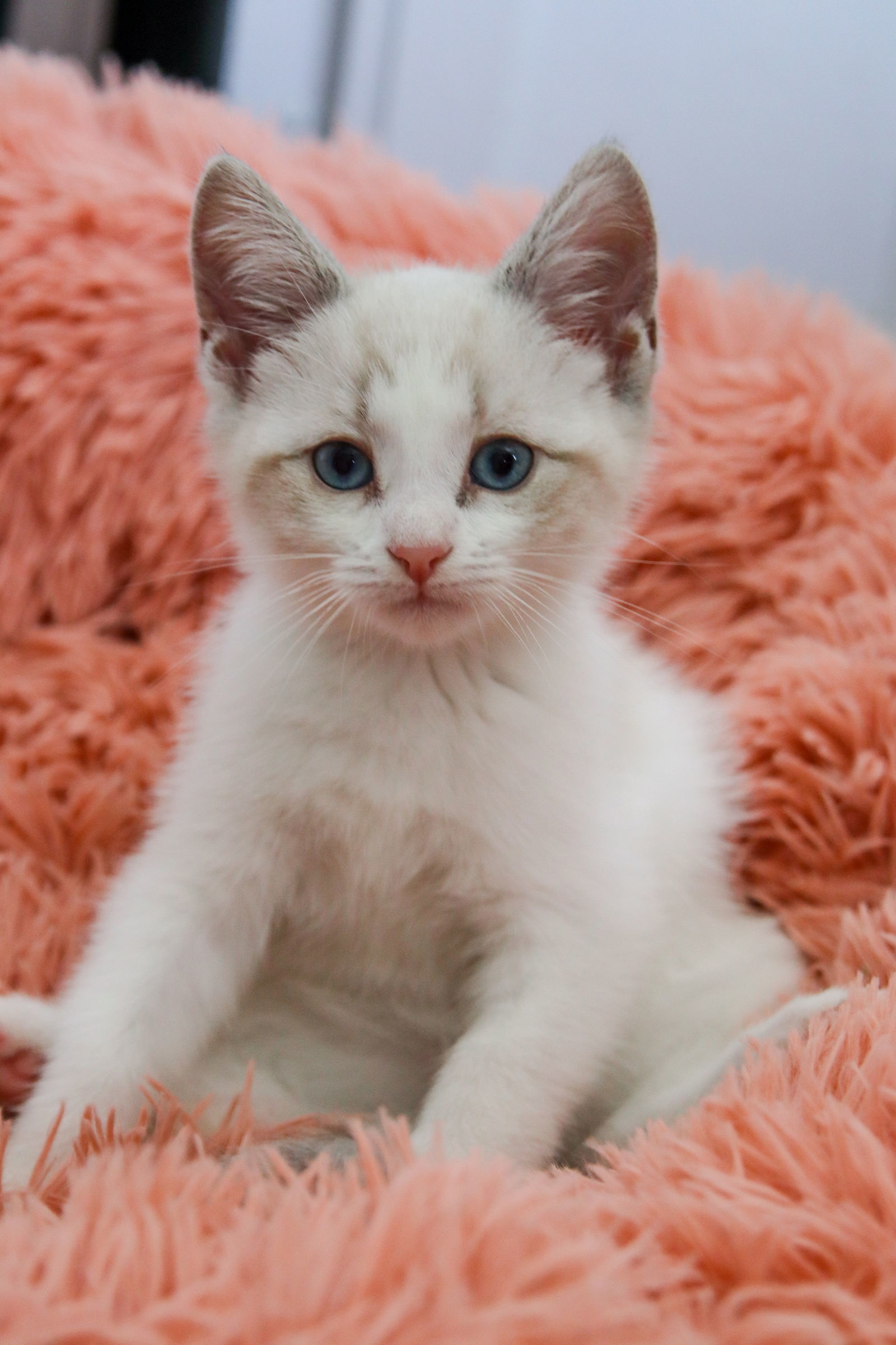 Mojave, an adoptable Siamese, Snowshoe in Los Angeles, CA, 90049 | Photo Image 1
