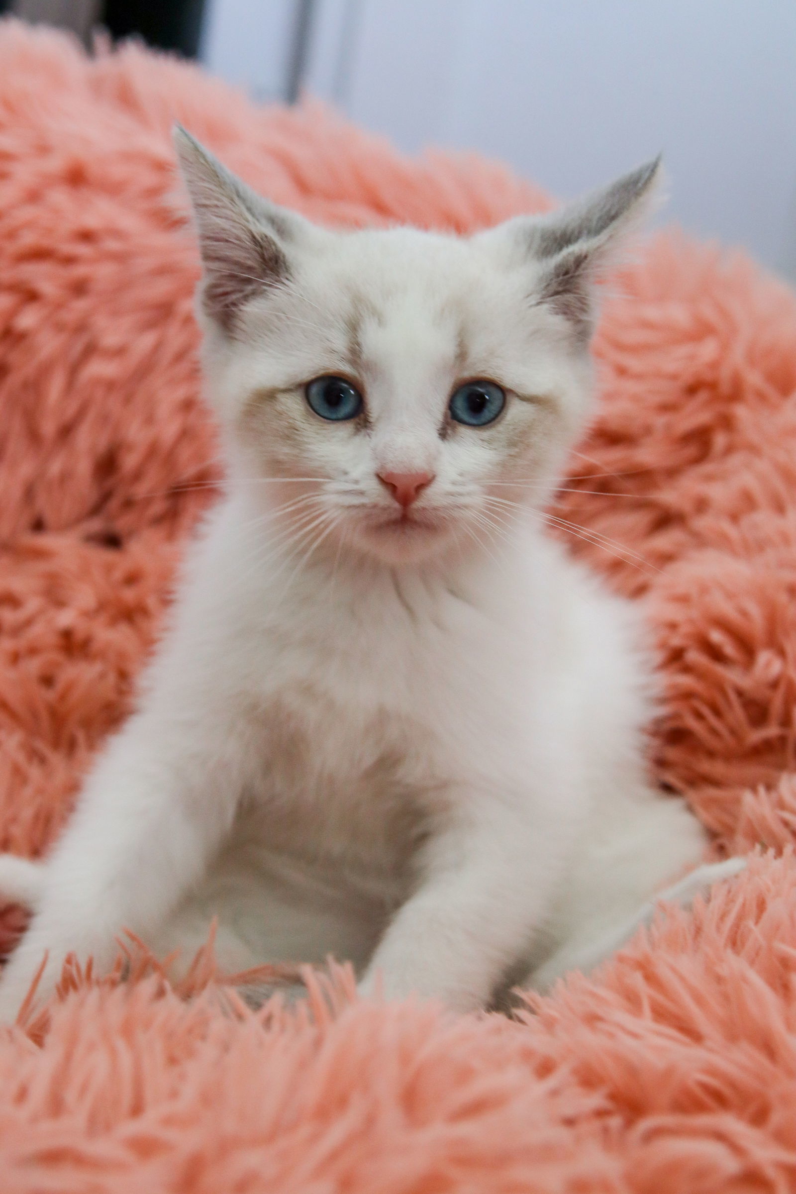 Mojave, an adoptable Siamese, Snowshoe in Los Angeles, CA, 90049 | Photo Image 2