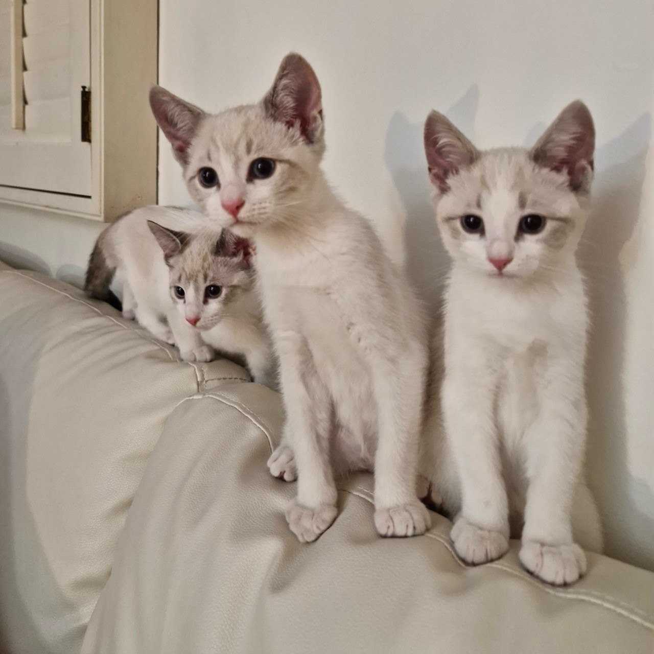 Mojave, an adoptable Siamese, Snowshoe in Los Angeles, CA, 90049 | Photo Image 2