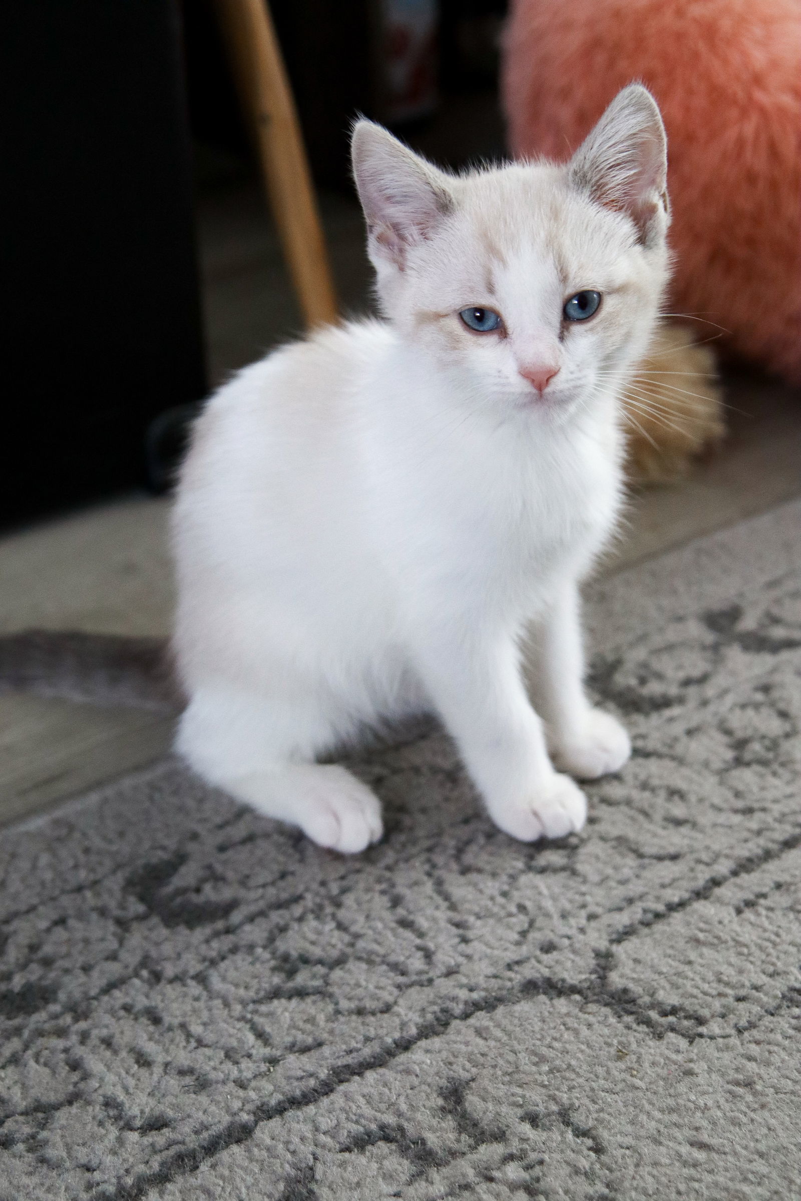 Mojave, an adoptable Siamese, Snowshoe in Los Angeles, CA, 90049 | Photo Image 3