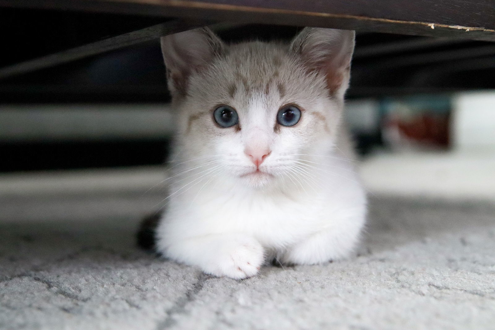 Saguaro, an adoptable Siamese, Snowshoe in Los Angeles, CA, 90049 | Photo Image 1