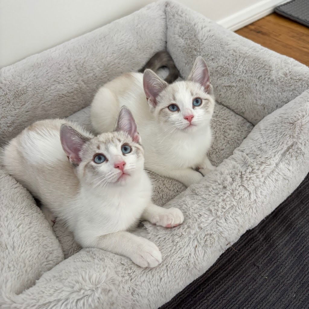 Saguaro, an adoptable Siamese, Snowshoe in Los Angeles, CA, 90049 | Photo Image 1