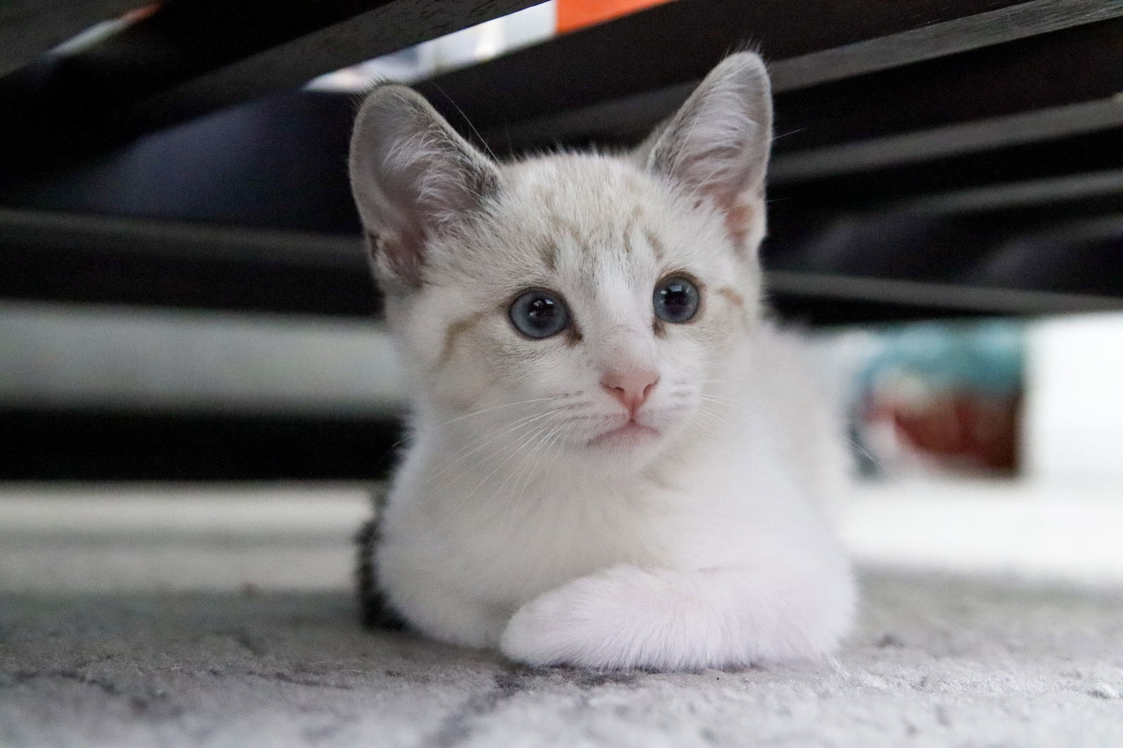 Saguaro, an adoptable Siamese, Snowshoe in Los Angeles, CA, 90049 | Photo Image 2