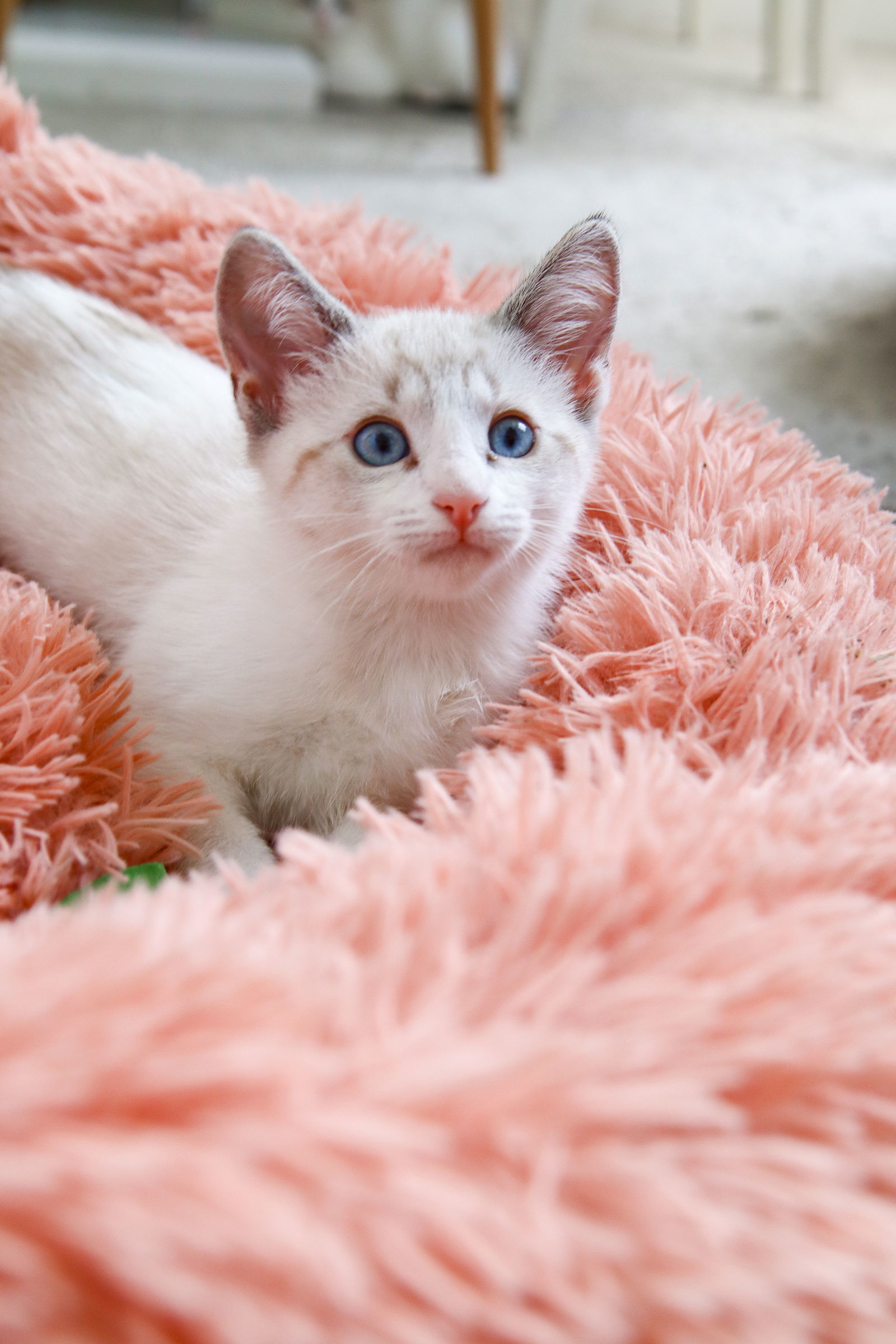 Saguaro, an adoptable Siamese, Snowshoe in Los Angeles, CA, 90049 | Photo Image 3