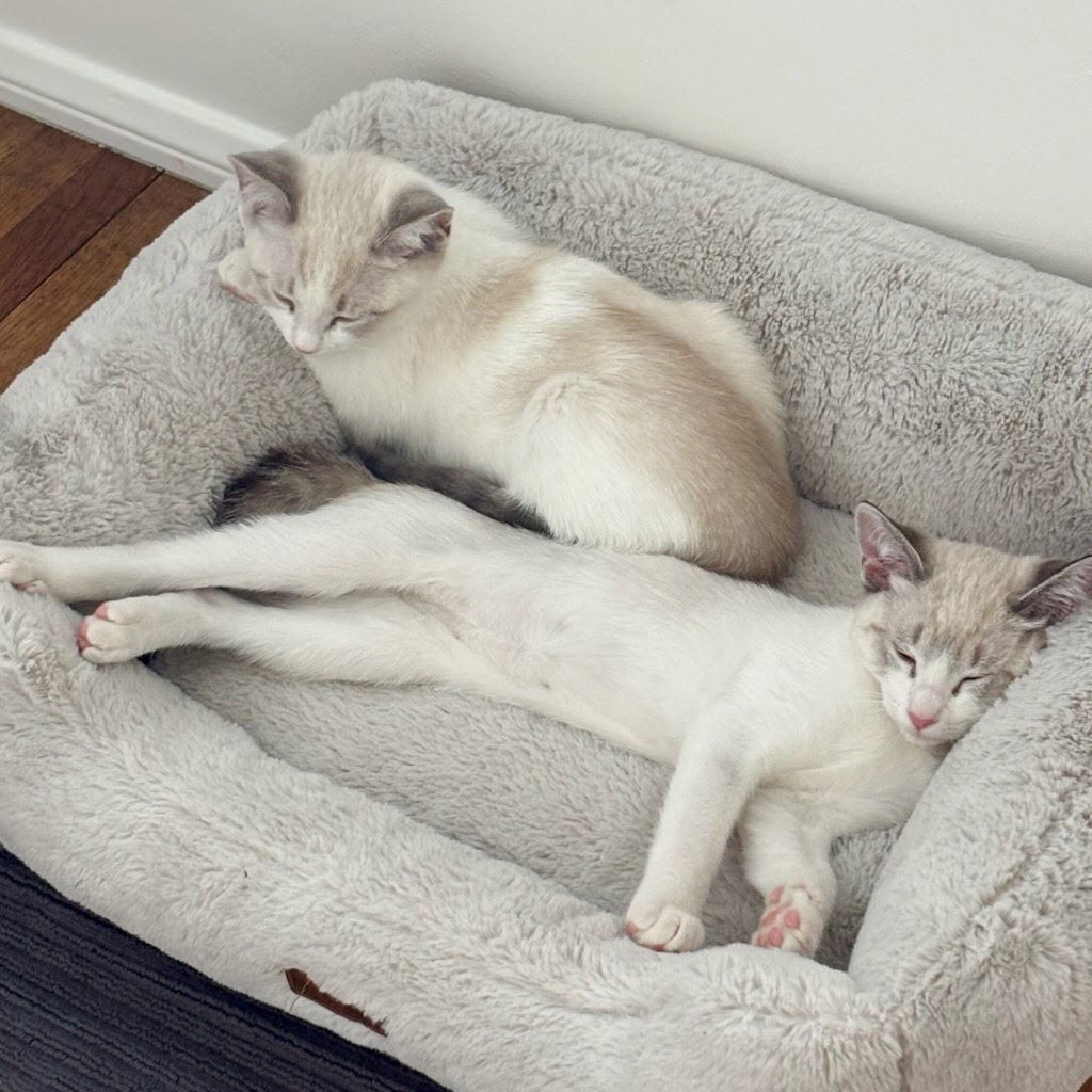 Saguaro, an adoptable Siamese, Snowshoe in Los Angeles, CA, 90049 | Photo Image 3