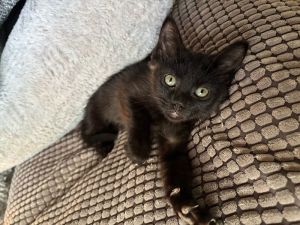 Haleakala, Baby Female Domestic Short Hair