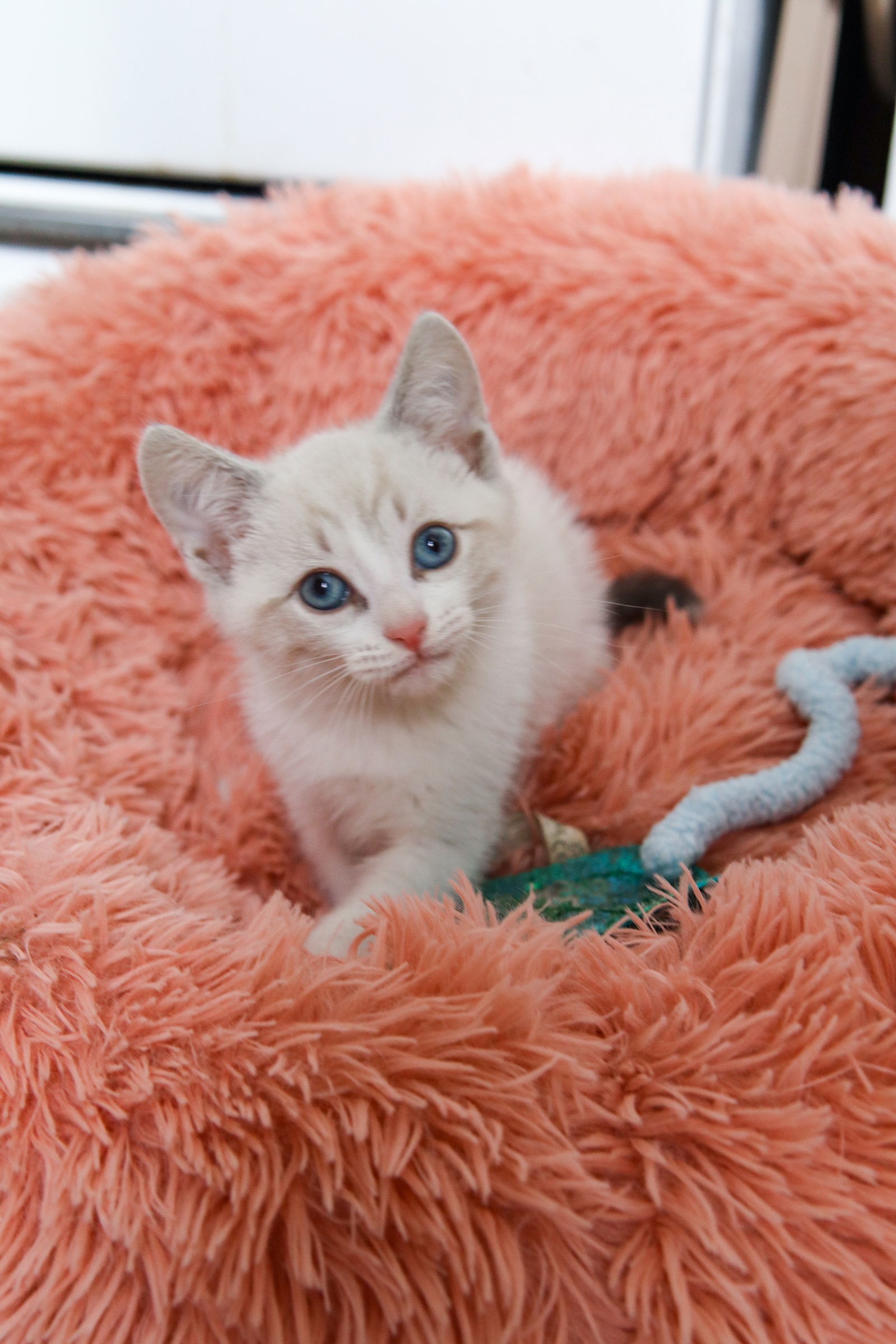 Joshua, an adoptable Siamese, Snowshoe in Los Angeles, CA, 90049 | Photo Image 1