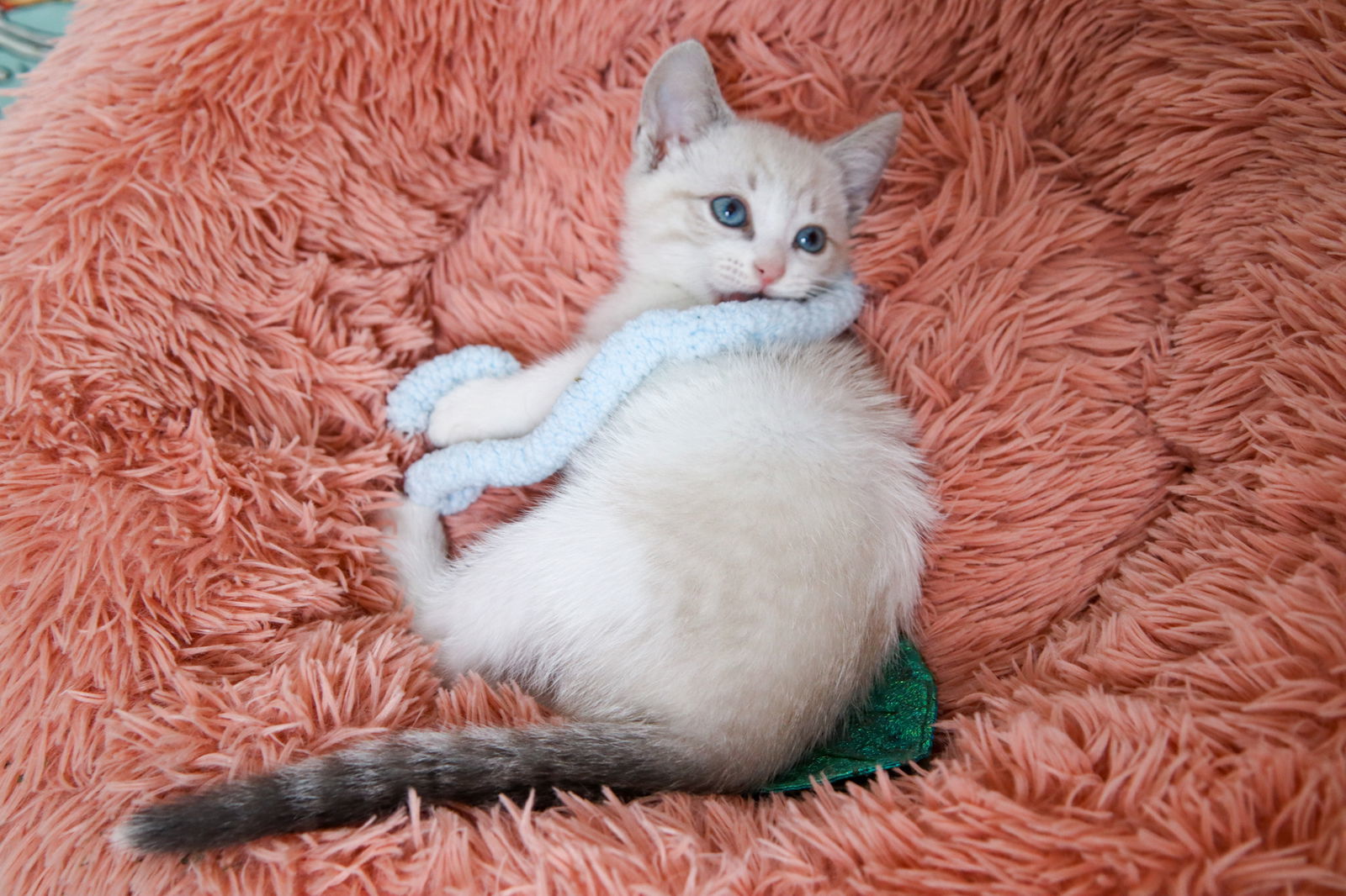 Joshua, an adoptable Siamese, Snowshoe in Los Angeles, CA, 90049 | Photo Image 2