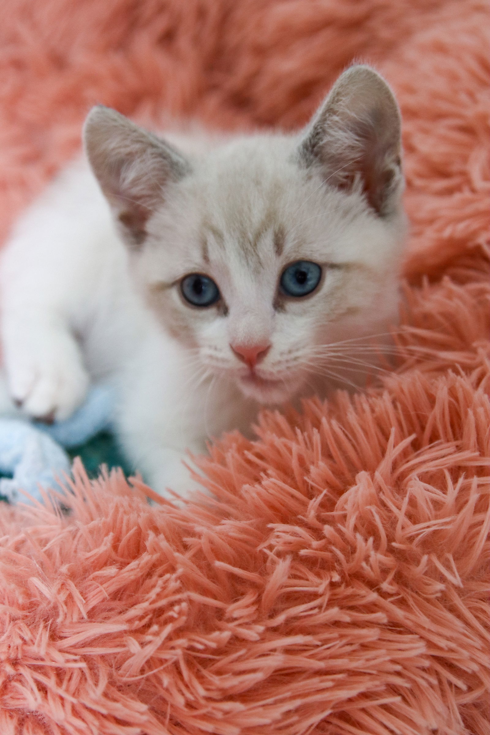 Joshua, an adoptable Siamese, Snowshoe in Los Angeles, CA, 90049 | Photo Image 3