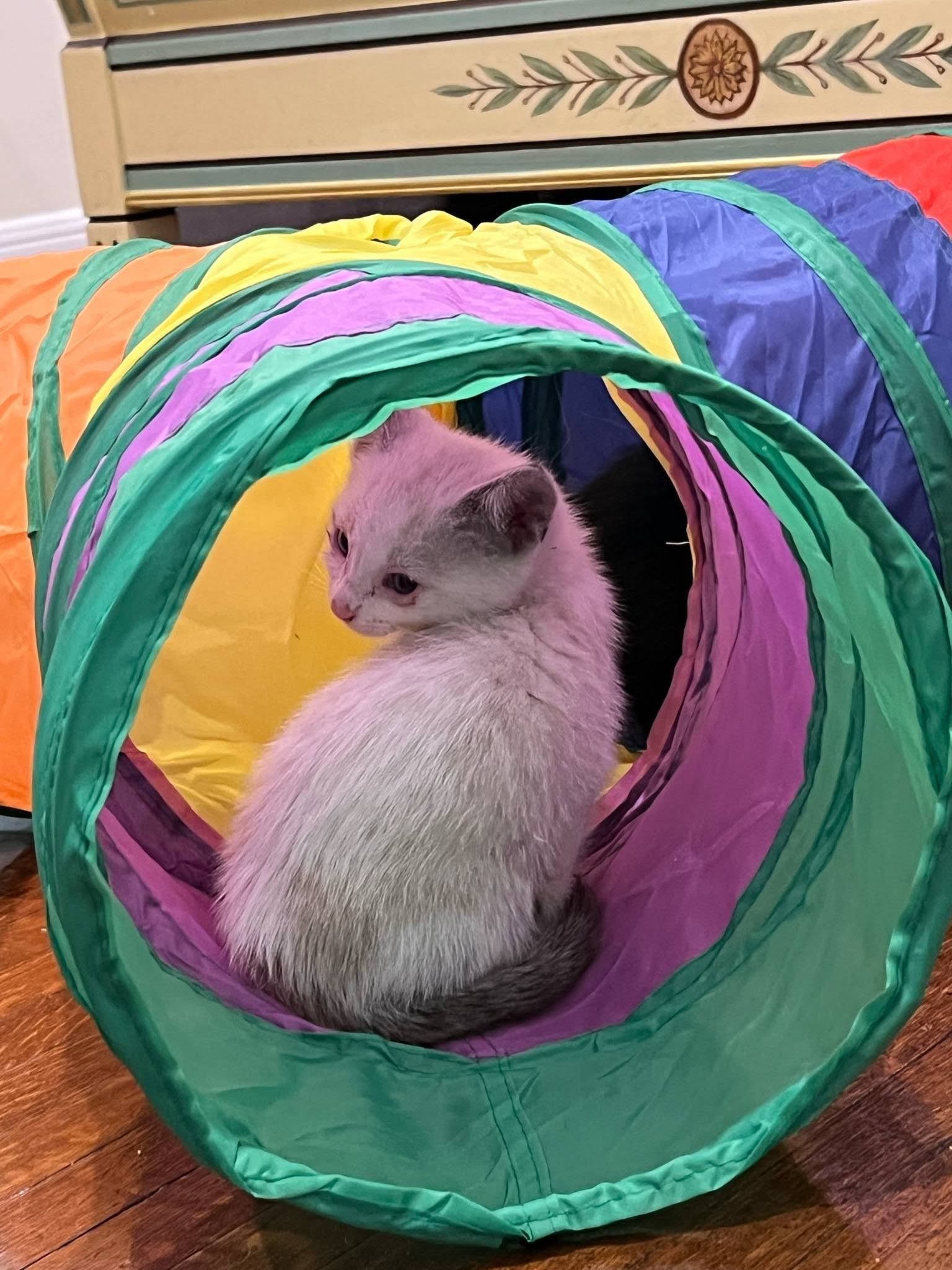 Thai "Tortugas", an adoptable Siamese, Snowshoe in Los Angeles, CA, 90049 | Photo Image 2