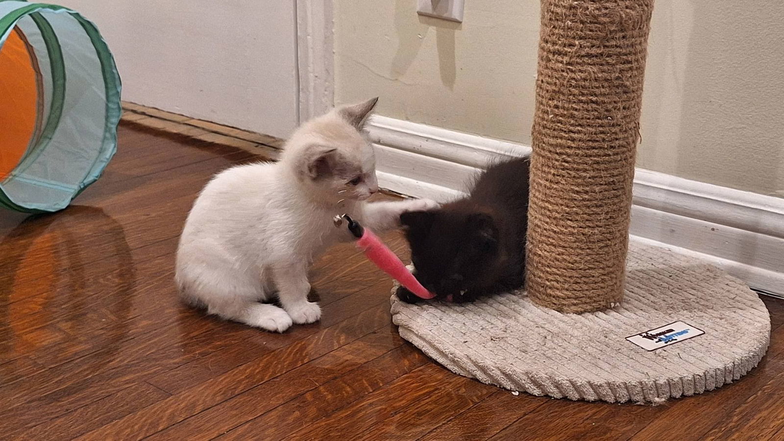 Thai "Tortugas", an adoptable Siamese, Snowshoe in Los Angeles, CA, 90049 | Photo Image 3