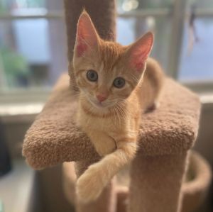 Bryce (&amp; Arches), Baby Male Domestic Short Hair