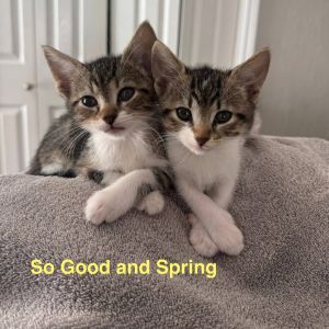 Spring, Baby Female Domestic Short Hair