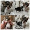 Spring photo 2