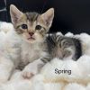 Spring photo 3