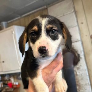 Bandit, Young Male Hound