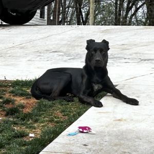 Ace, Adult Male Black Labrador Retriever