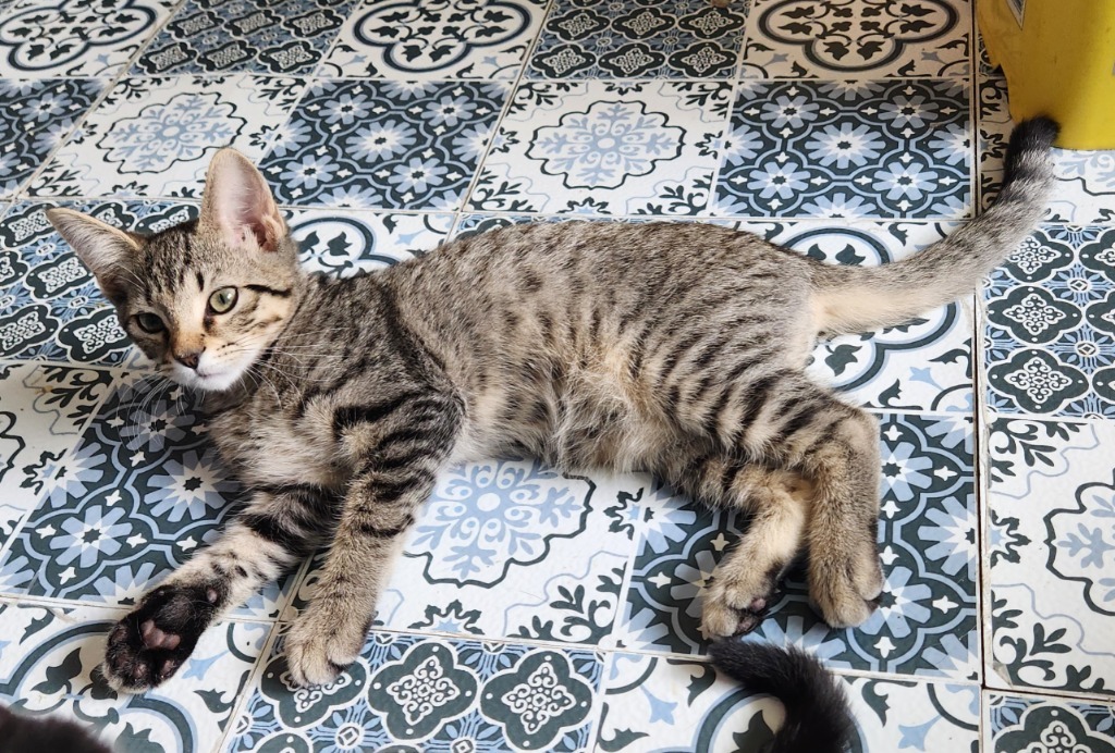 Rodrigo