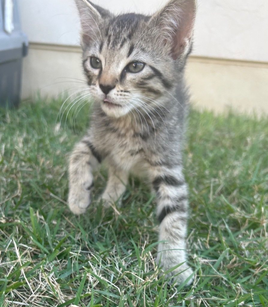 Rodrigo