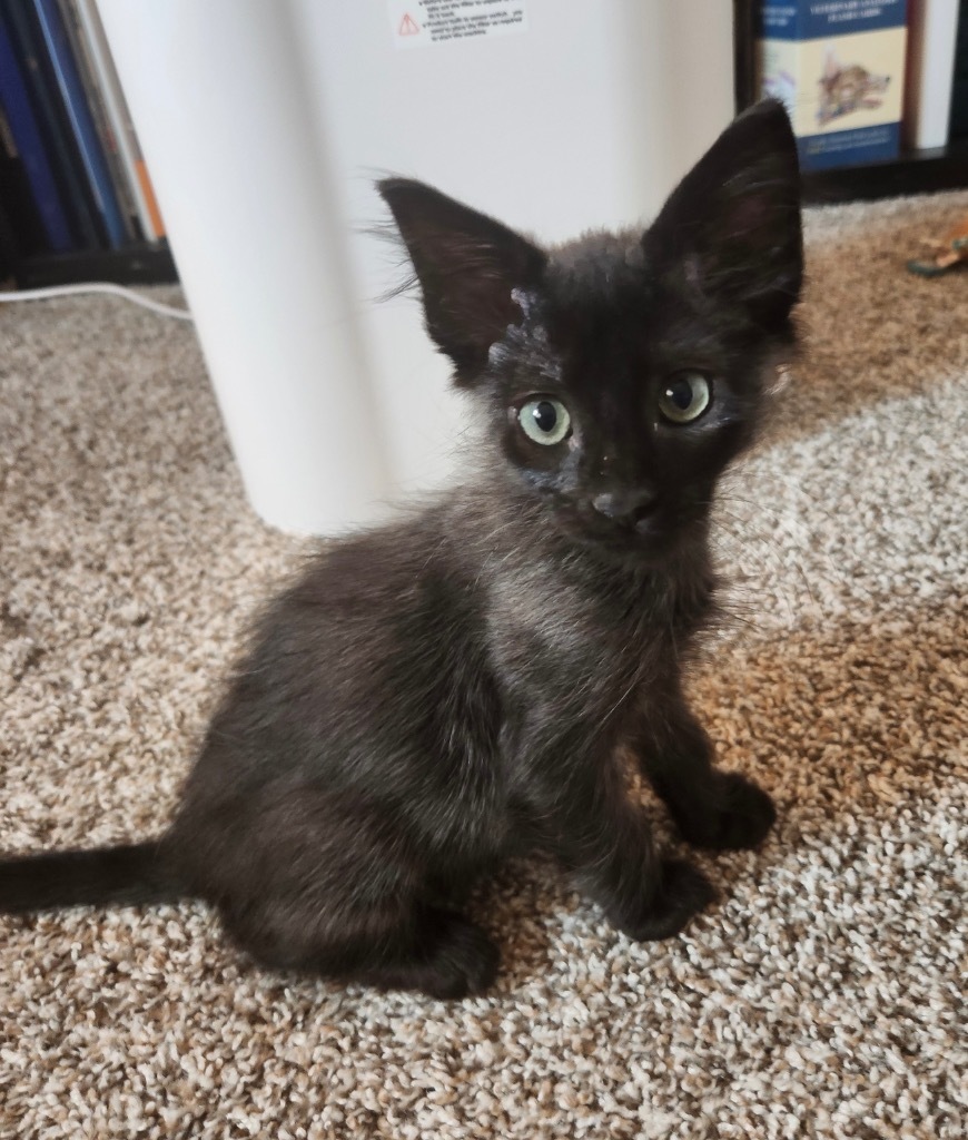 Huey