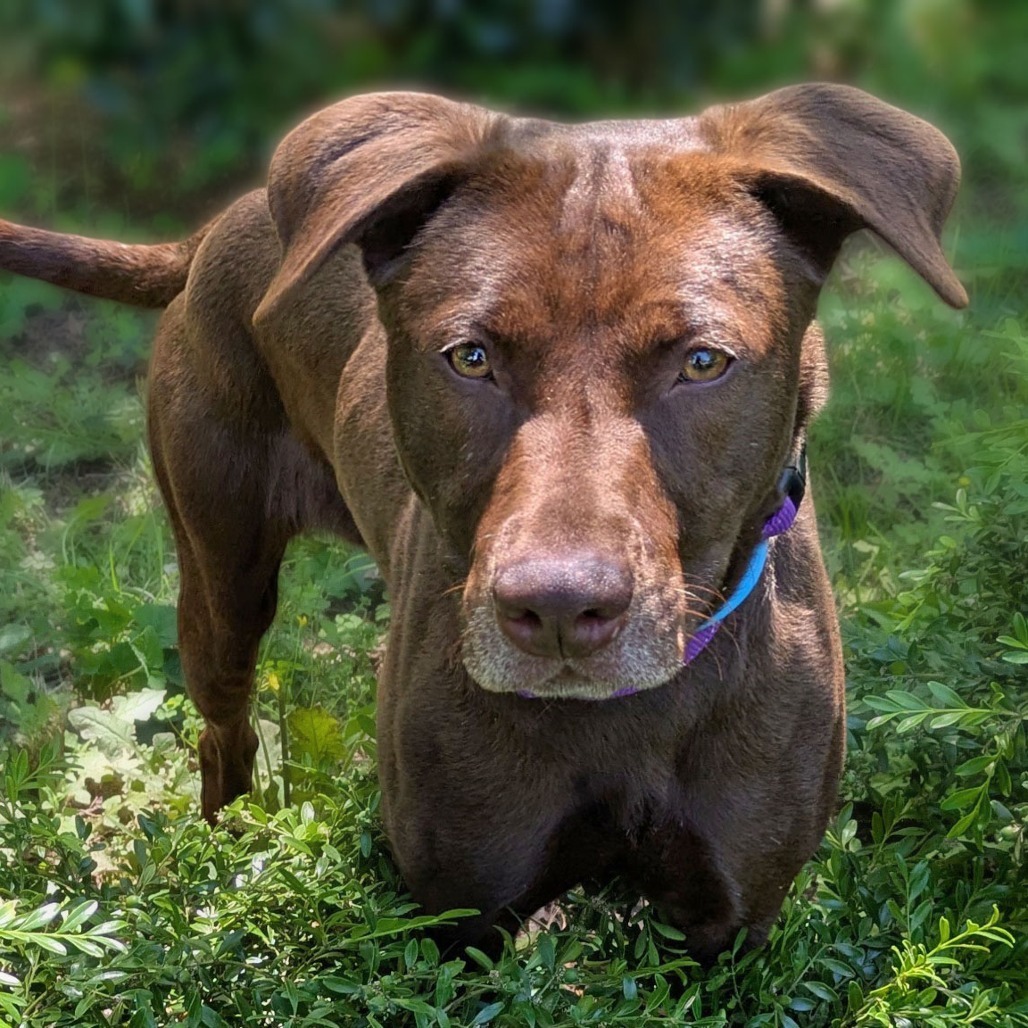 Nala