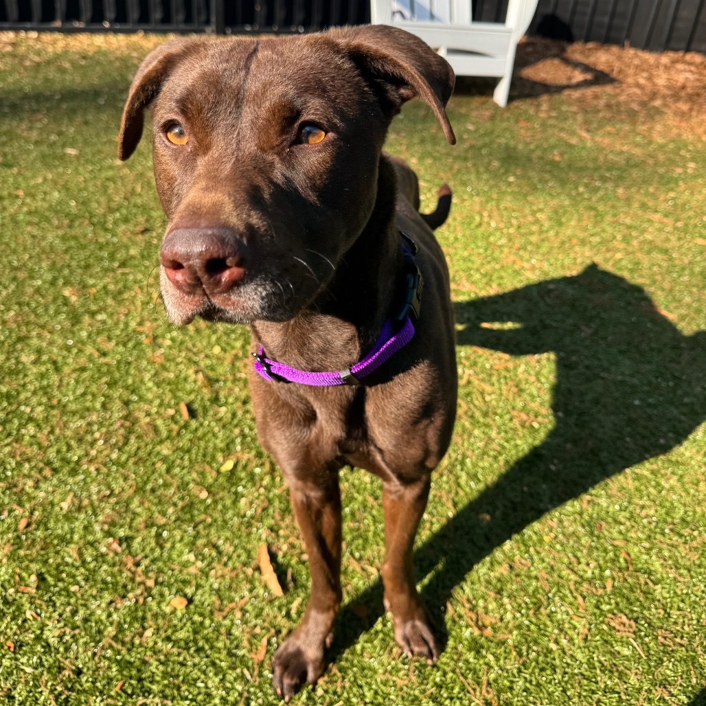 Nala