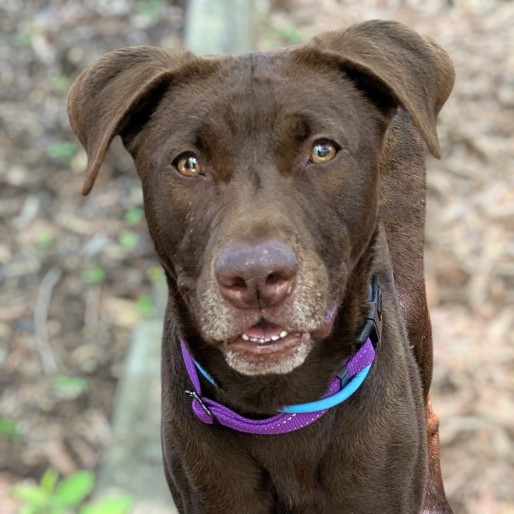 Nala