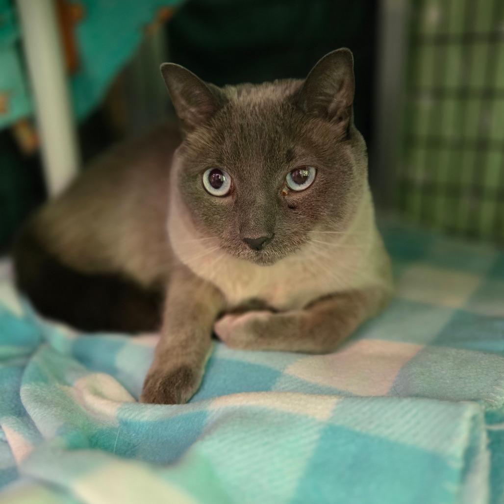 Merlin