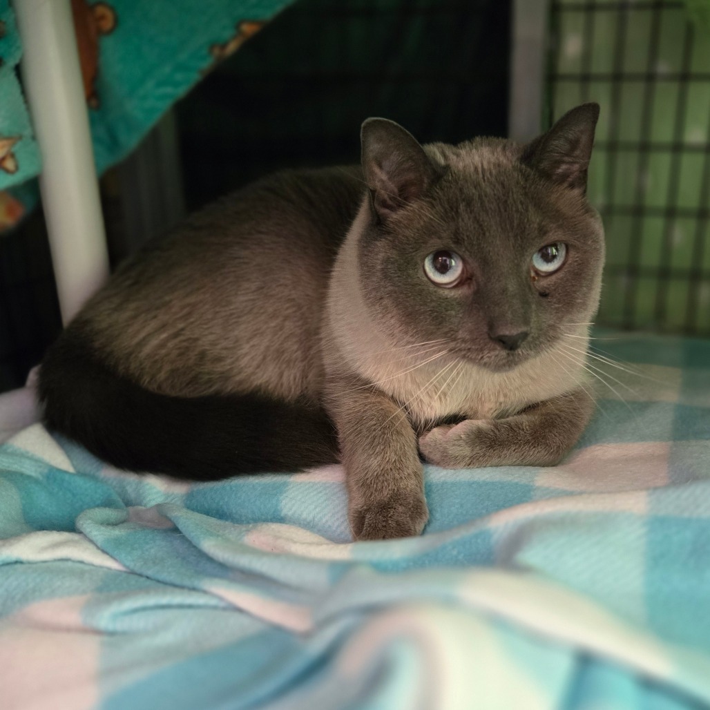 Merlin