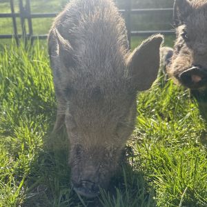Charlotte, Adult Female unknown