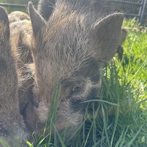 Wilbur, Adult Male unknown