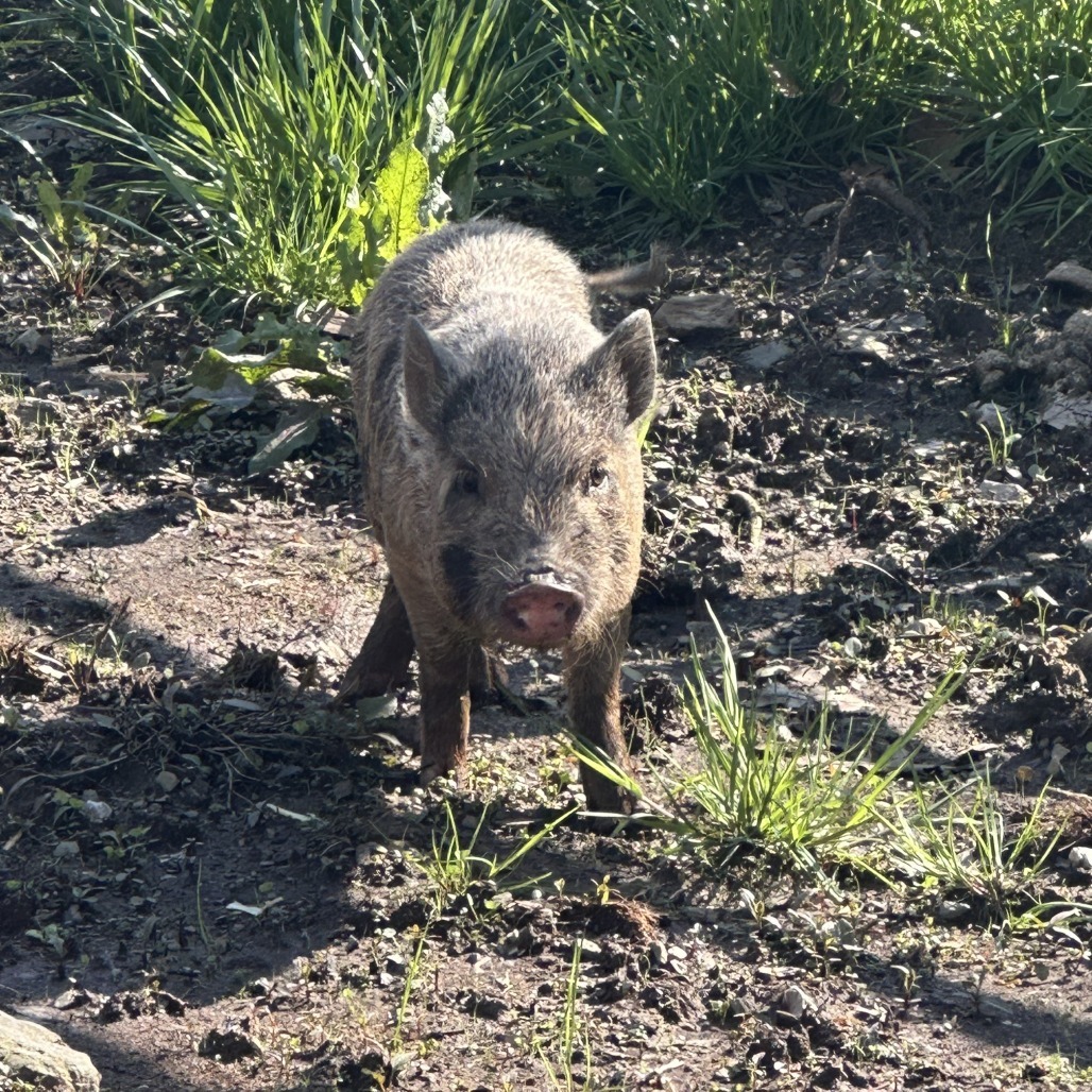 Betsy