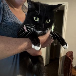 Giggle McDimples, Adult Female Domestic Short Hair