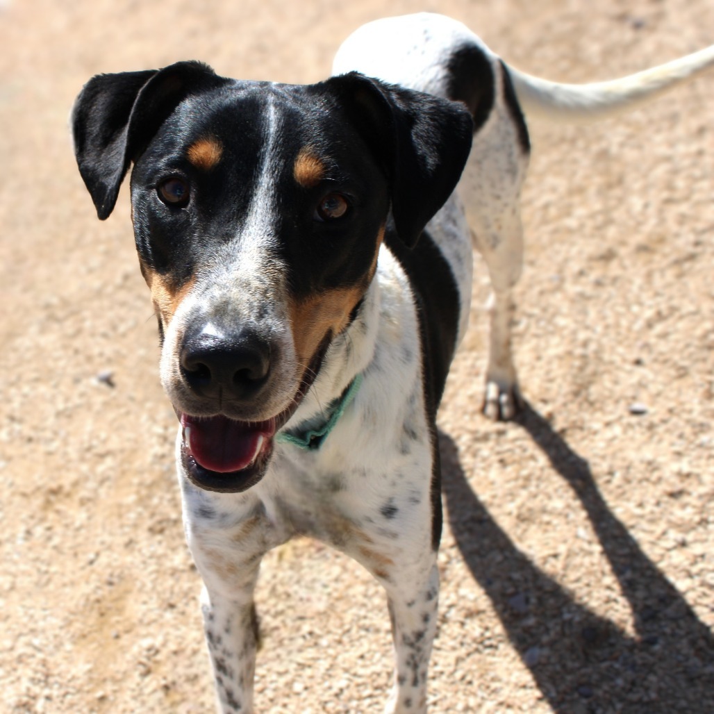 Hunter, an adoptable Mixed Breed in Las Cruces, NM, 88012 | Photo Image 1