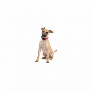 Ready for fun weekends spent with your soul dog Well Ricky is ready He is a compact ball of energ