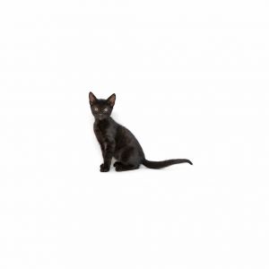 Bisque is a young little boy who is ready for a family of their own All kittens have been spayedne