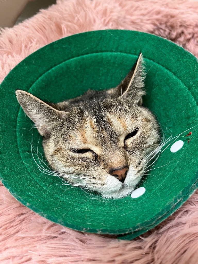 Tofu