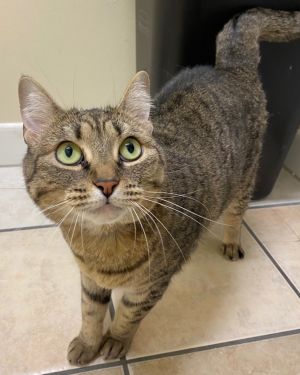 Juniper, Adult Female Domestic Short Hair