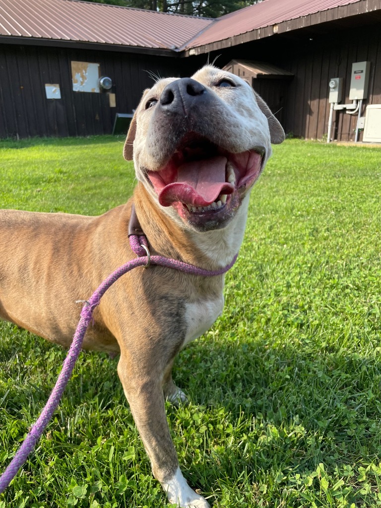 Betty, an adoptable Pit Bull Terrier in Glenfield, NY, 13343 | Photo Image 1