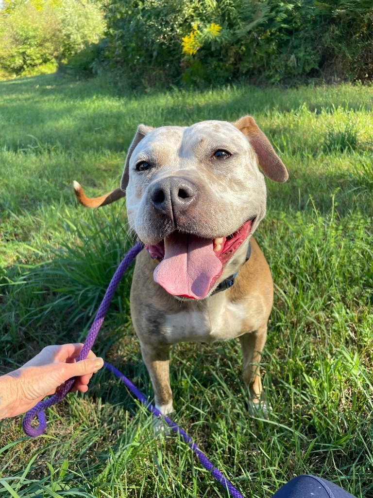 Betty, an adoptable Pit Bull Terrier in Glenfield, NY, 13343 | Photo Image 1