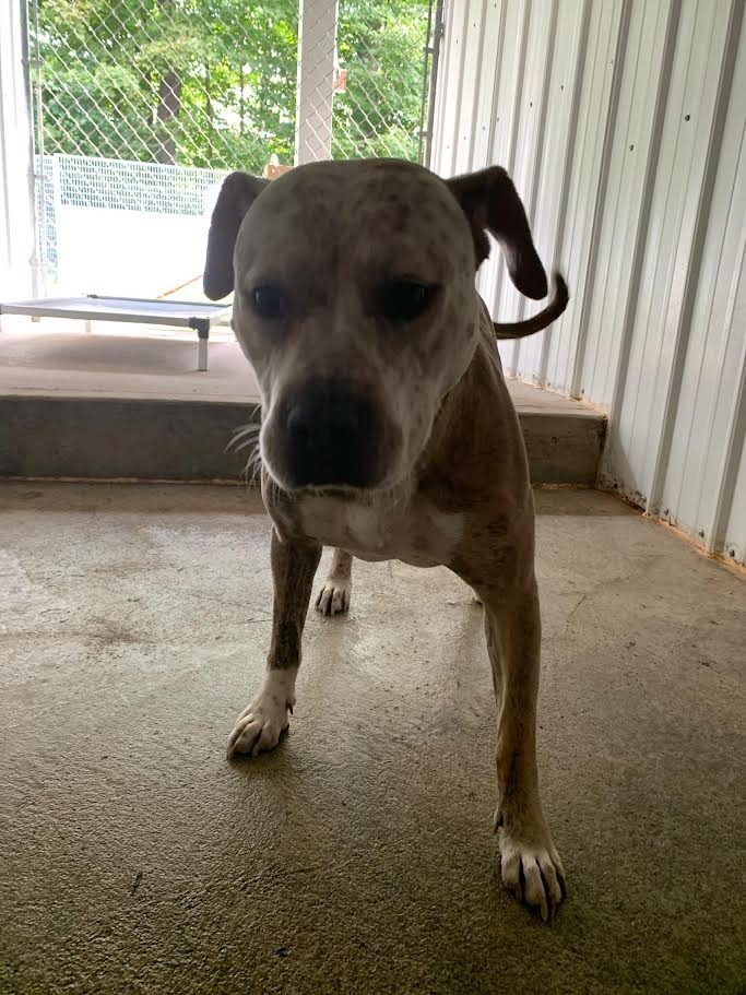 Betty, an adoptable Pit Bull Terrier in Glenfield, NY, 13343 | Photo Image 2