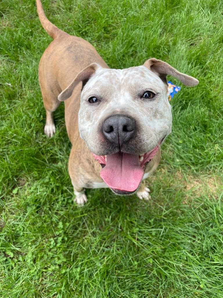Betty, an adoptable Pit Bull Terrier in Glenfield, NY, 13343 | Photo Image 3