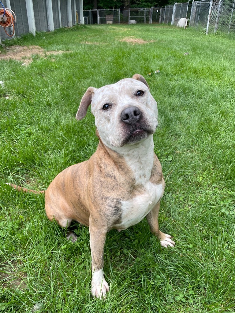 Betty, an adoptable Pit Bull Terrier in Glenfield, NY, 13343 | Photo Image 4