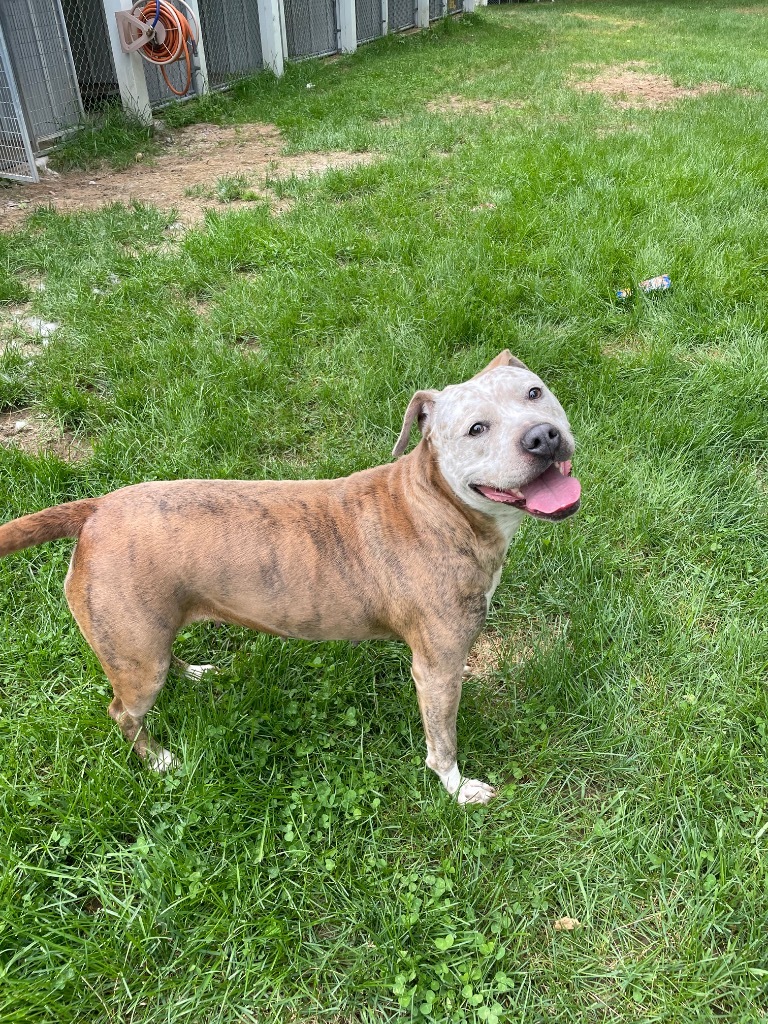 Betty, an adoptable Pit Bull Terrier in Glenfield, NY, 13343 | Photo Image 5