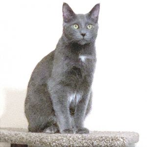 Twilight, Young Male Domestic Short Hair
