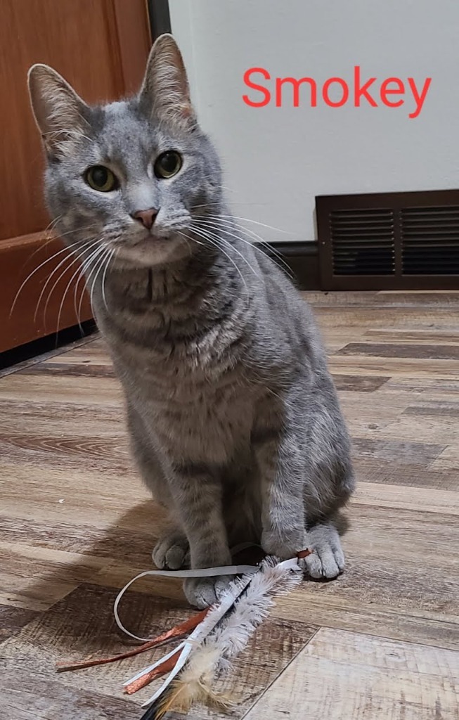 Smokey, an adoptable Domestic Short Hair in Minot, ND, 58701 | Photo Image 2